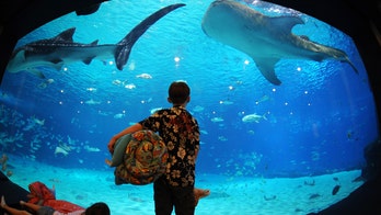 7 amazing American aquariums for families