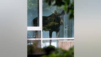 Moose on the loose: Young bull surprises workers at Siemens office canteen