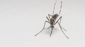 Scientists think this disease is the next Zika