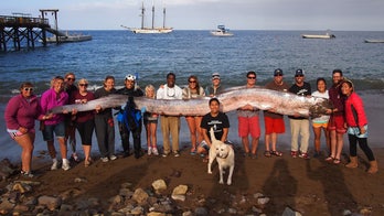 California 'sea serpent' sightings give scientists few clues on mysterious life in the deep