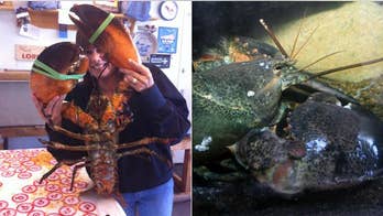 Freak Giant Lobster on Exhibit in (Where Else?) Coney Island