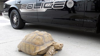 Police nab 150-pound tortoise out for a stroll in LA suburb, attempt to find its owner