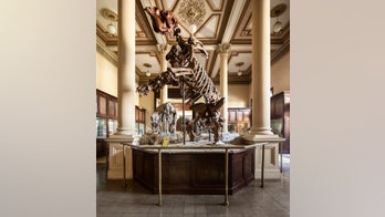 Ancient sloths: 5-ton creatures grew monstrously fast