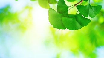 Ginkgo biloba: An alternative treatment for Alzheimer's?