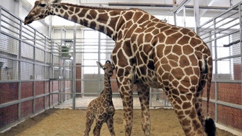 Dallas Zoo welcomes baby giraffe