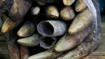 Online ivory trade threatens Africa's elephants