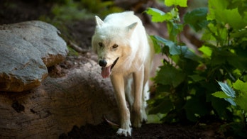 First Mexican Gray Wolf to be Released Since 2008