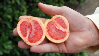 Florida counts on experimental trees to fight orange plague