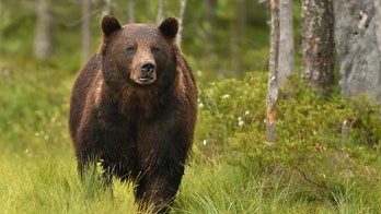 Grizzly bear hunt has trophy hunters, conservationists awaiting federal judge's ruling