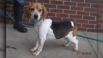 Newest royal dog is rescue beagle from Kentucky, report says