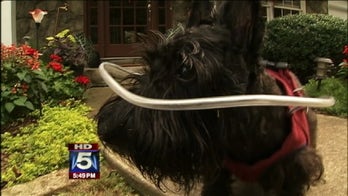 'Halo Vest' helps visually-impaired dogs