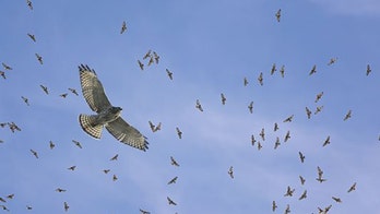 Michigan river sees 13,000 hawks, other predatory birds within 3-day span