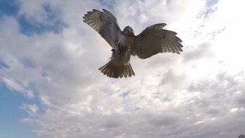 Hawk takes out quadcopter drone, reclaims the sky