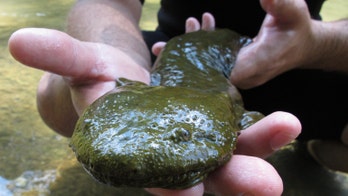 Huge US salamander is disappearing from Eastern rivers, worrying scientists