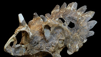 What a face! 'Hellboy' dino sported head crown, teeny eye horns