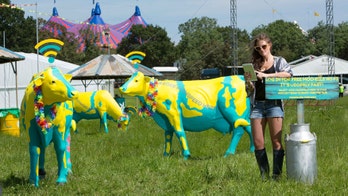 Wi-Fi cows to help revelers get online at UK’s most famous music festival