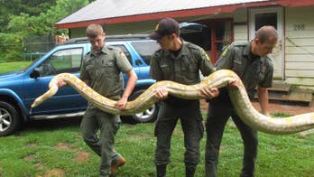2 homeless giant pythons given to Vermont man headed to Massachusetts snake sanctuary