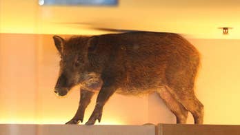 Consumer culture gone wild: Boar visits Hong Kong mall and gets trapped inside clothing store