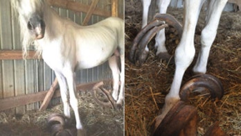 Neglected horses had hooves that were 3 feet long