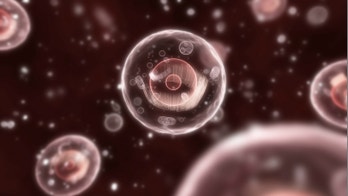 Researchers find new drug target for treating mitochondrial disease