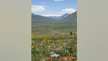 When ant-eating bears arrive, a native plant thrives