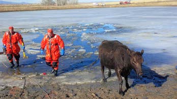 Firefighters rescue 2 cows that fell through ice on pond south of Colorado Springs