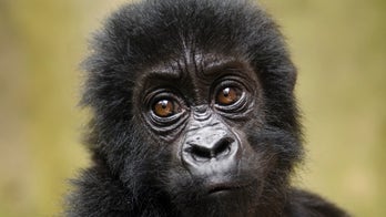 Robot 'spy' gorilla records wild Ugandan gorillas singing and farting