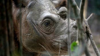 Global wildlife population faces possible two-thirds decline by 2020, report says