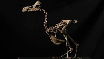 In first since 1914, 'extremely rare' dodo skeleton sold