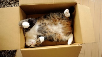 Internet cat stars scratch the surface for fame