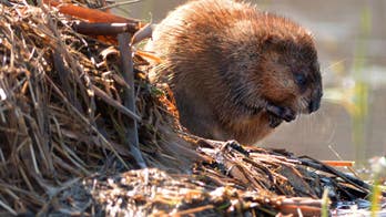 Irate beaver 'takes man hostage'