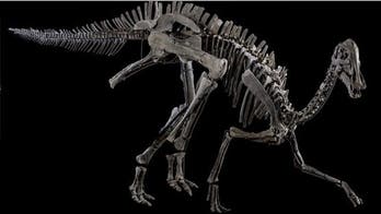 Own a pair of ‘Dueling Dinos’