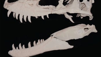 Meet Jane, the most complete adolescent T rex ever found