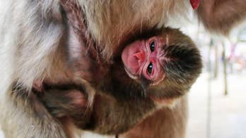 Insult to the princess? Japanese zoo flooded with complaints after naming monkey Charlotte