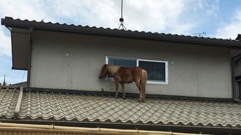 A mini horse was found on a Japanese rooftop three days after disappearing