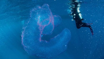 Glowing slinky-like 'creature' is actually a mass of eggs