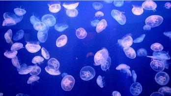 Wave of jellyfish shuts down Swedish nuke reactor