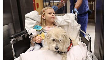 Service dog stays with 7-year-old girl through surgery