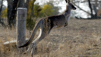 Kangaroo in Australia shot, tied to chair holding liquor bottle
