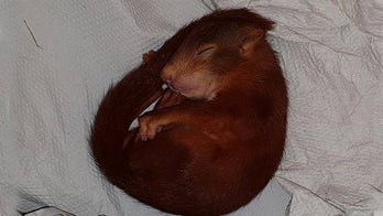 German man calls police on 'very persistent' baby squirrel following him