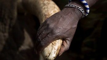 Thieves steal rhino horns in South Africa