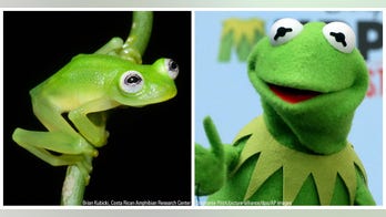 Newly discovered Costa Rican glass frog species is a Kermit look-alike