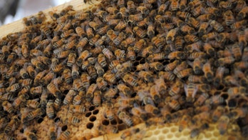 Montana beekeeper's stolen hives are recovered in 'sting' operation