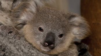 Koala Given Radiation Treatment to Treat Excessive Drooling
