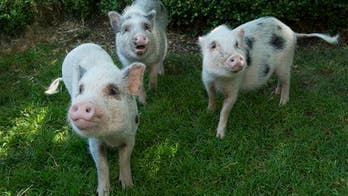 Lab-grown bones were just implanted for the first time