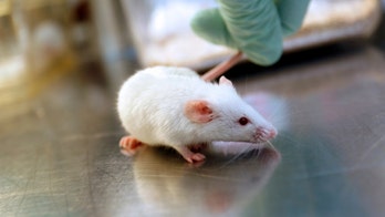 Blind mice see again in a scientific first