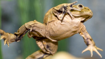 Report: Biology kit for children includes dead frog soaking in formaldehyde