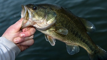 Ten great things bass fishing has done for America