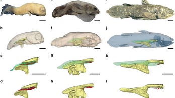 Ancient human-size fish breathed with lungs