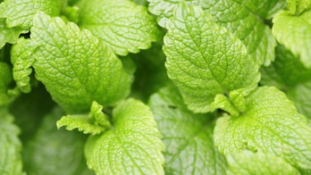 Calming frayed nerves with lemon balm